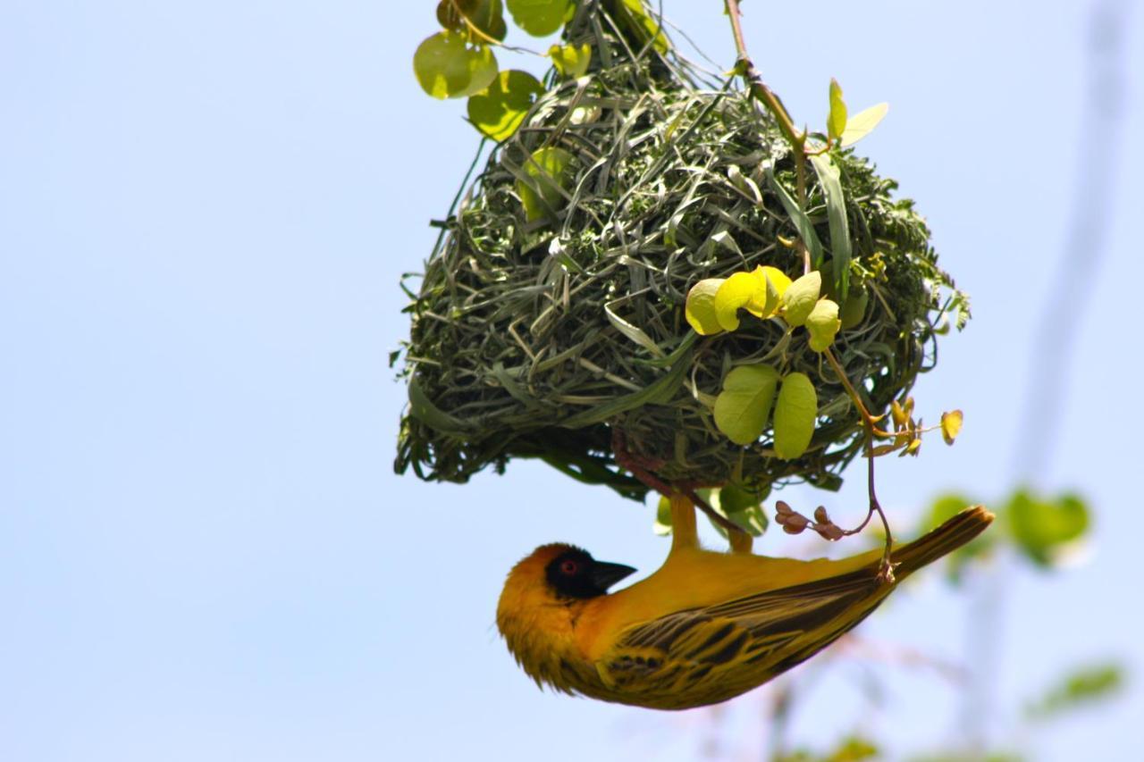 Iphofolo Lodge & Tented Camp Vivo Ngoại thất bức ảnh
