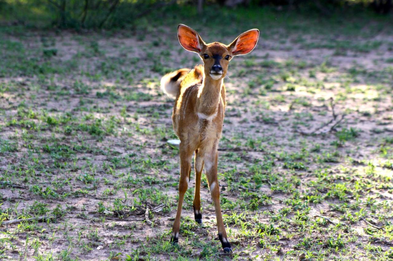 Iphofolo Lodge & Tented Camp Vivo Ngoại thất bức ảnh